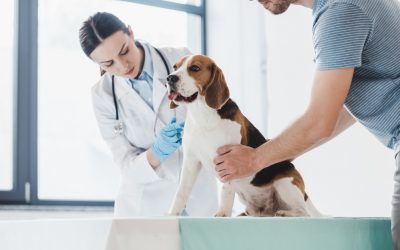 6 Ways to Boost Business and Grow Your Veterinary Clinic