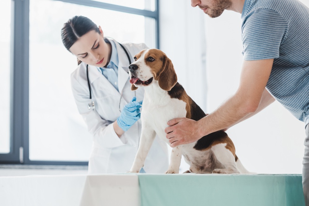 6 Ways to Boost Business and Grow Your Veterinary Clinic